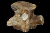 Fossil Plesiosaur Vertebra - Asfla, Morocco #166006-2